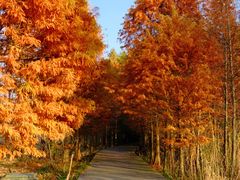 -溱湖国家湿地公园