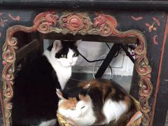 -Anne猫窝咖啡屋