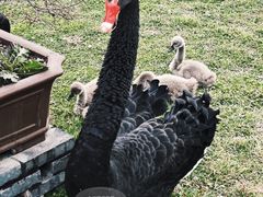 -扬州大运河文化旅游度假区·盆景园