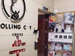 -滚猫咖啡·猫咖·猫友好撸猫(未来城店)