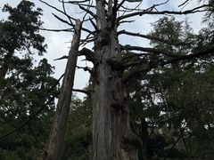 -天目山大树王景区