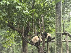 -都江堰中华大熊猫苑
