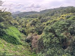 -深圳仙湖植物园