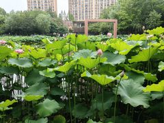-陈家山荷花公园