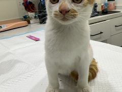 -爱哆宠物医院·骨科·外科·猫科