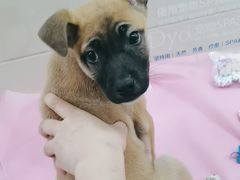 -北京观赏动物医院·24小时大型综合·猫专科·异宠专科