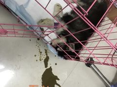 -美联众合动物医院·伴可分院·内科中心医院