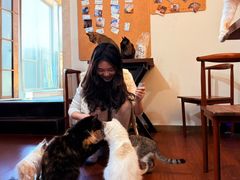 -楼上猫咖(罗湖店)