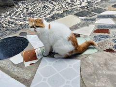 -喵屿·大理花园猫咖