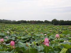 -荷塘月色湿地公园·向阳花洲