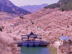 -樱花山风景区