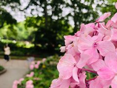 -上海共青森林公园