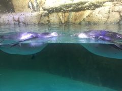 -迪拜水族馆及水下动物园