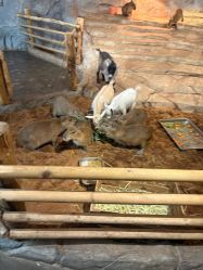 -Zoolung Zoolung动物主题公园(海信广场店)