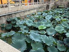 -亭林园-华藏寺