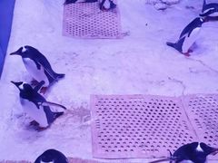 -暹罗海洋世界