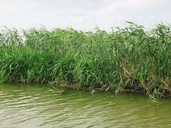 -长兴太湖图影湿地文化园