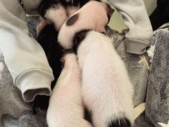 -浣熊柯尔鸭土拨鼠·电玩咖