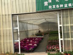 -龙大花卉苗木市场