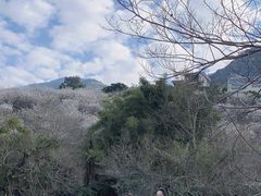 -广州市流溪河国家森林公园
