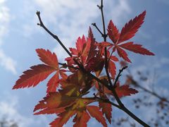 -白塘生态植物园
