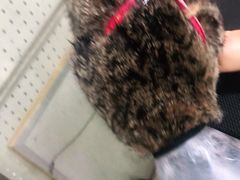 -顺强宠物诊所·狂犬免疫·夜诊·骨科(嘉定店)