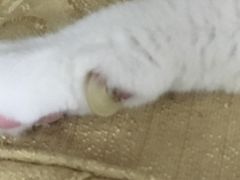 -申普宠物医院·心脏介入·心血管微创(总院)