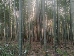 -潜山国家森林公园