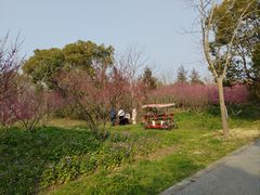 -上海海湾国家森林公园