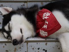 -Husky Go!哈士奇体验馆·宠物咖啡厅狗咖