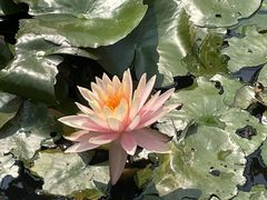 -大亚湾红树林城市湿地公园