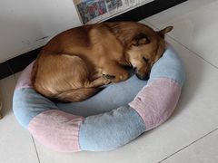 -宠福鑫康馨动物医院·骨科·眼科