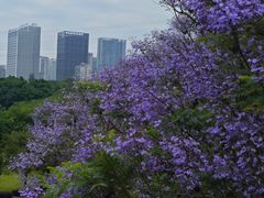 -重庆彩云湖湿地公园