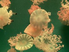 -福州罗源湾海洋世界旅游区