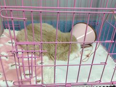 -特一安24小时宠物医院·骨科·中兽医