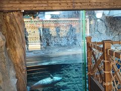 -海合安青岛极地海洋公园