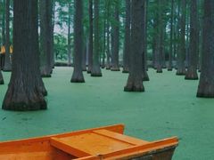 -渌洋湖湿地公园