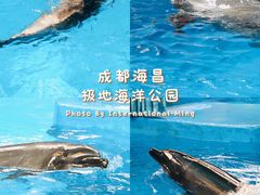 -海合安成都极地海洋公园