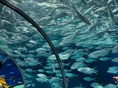 -上海海洋水族馆