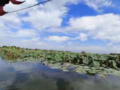 -白洋淀风景区