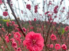 -南国桃园旅游度假区