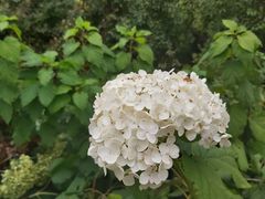 -黑龙江省森林植物园