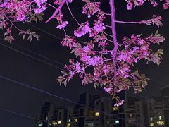 -西北湖绿化广场