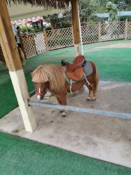 -萌宠亲子动物乐园(槐房万达店)