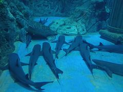 -芜湖新华联大白鲸海洋公园