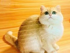 -猫十亿·布偶金渐层·曼基康矮脚猫舍(青年路店)