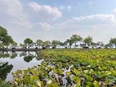 -无锡蠡湖国家湿地公园-蠡园