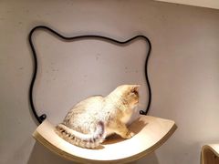 -飞行喵MR PILOT|猫舍·猫咖(静安大融城店)