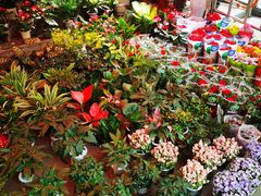 -宝鸡东道花鸟鱼虫市场(吉利花园商场店)