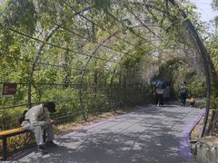 -大塘金香草谷